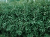 Ligustrum vulgare lodense 